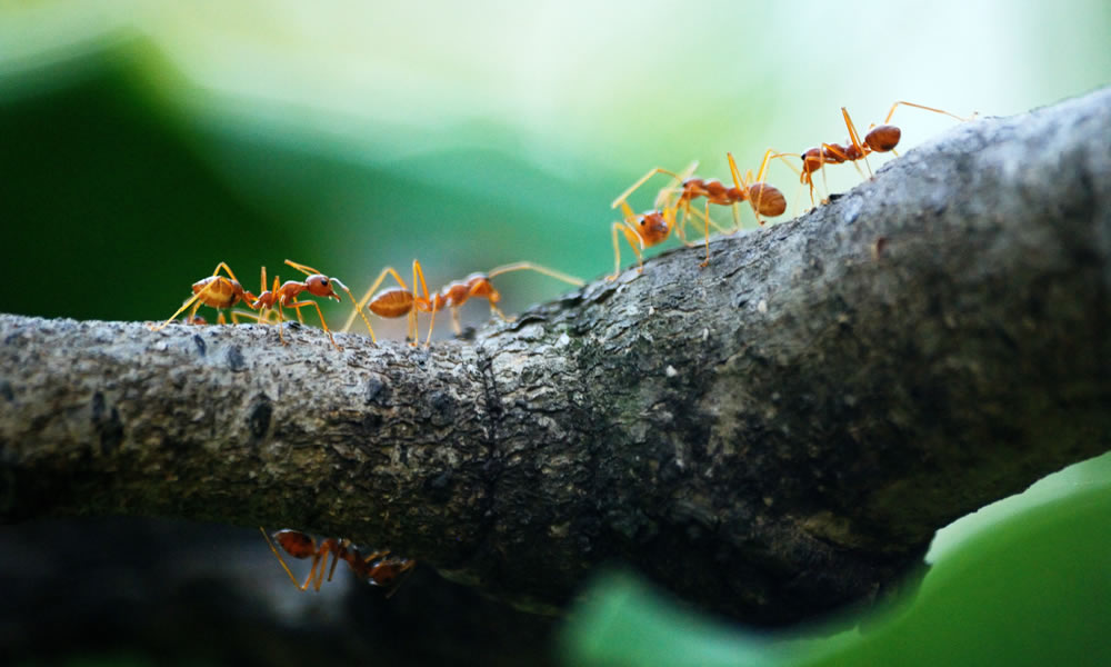 Six ants on a branch